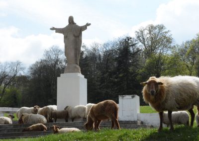 Vie avec le moutons